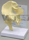 Hip Joint Anatomical Model